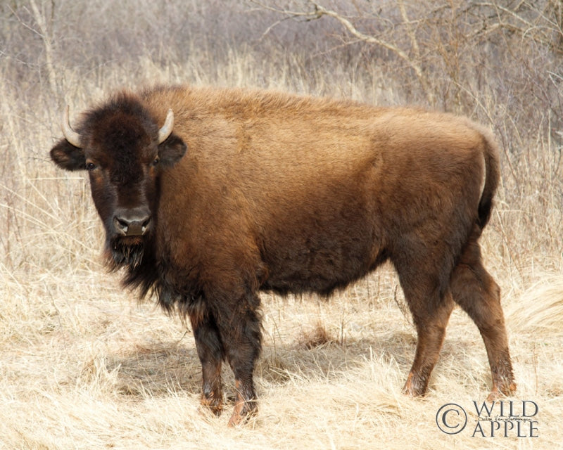 Reproduction of American Bison I by Debra Van Swearingen - Wall Decor Art