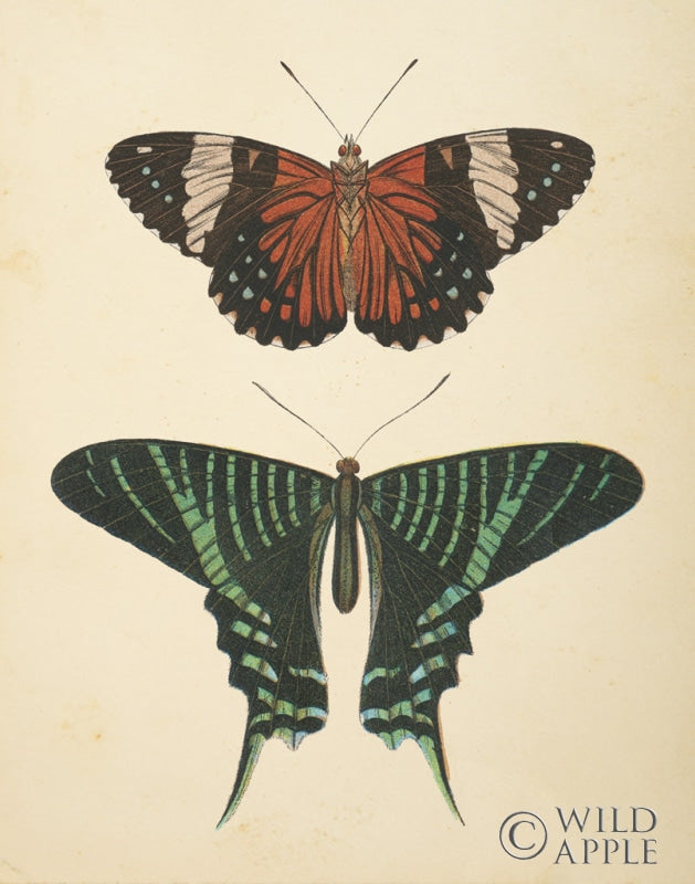 Reproduction of Papillons I by Wild Apple Portfolio - Wall Decor Art