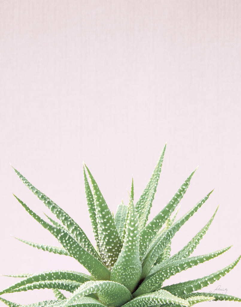 Reproduction of Succulent Simplicity Soft I Crop by Felicity Bradley - Wall Decor Art