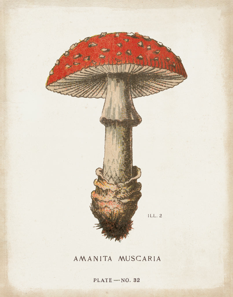 Reproduction of Mushroom Study II by Wild Apple Portfolio - Wall Decor Art