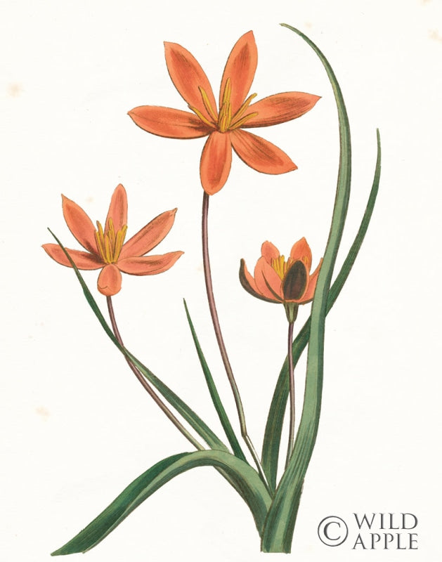 Reproduction of Lily Botanical by Wild Apple Portfolio - Wall Decor Art