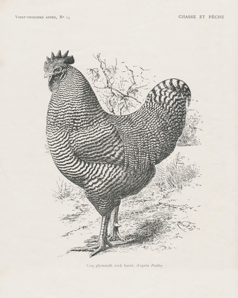 Reproduction of Vintage Farm Life III by Wild Apple Portfolio - Wall Decor Art