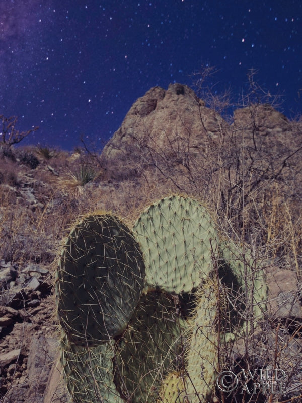 Reproduction of Prickly Stars by Nathan Larson - Wall Decor Art