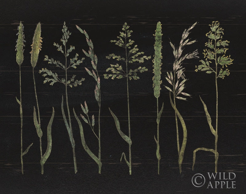 Reproduction of Herbal Botanical VII Black Wood No Words by Wild Apple Portfolio - Wall Decor Art