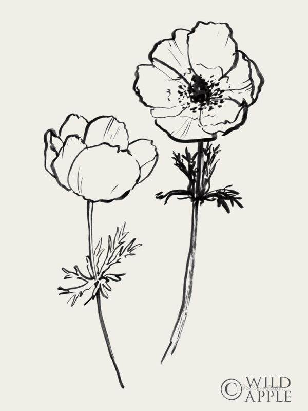 Reproduction of Ink Anemones II Black by Sara Zieve Miller - Wall Decor Art