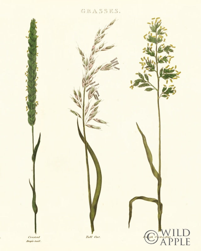 Reproduction of Herbal Botanical Study II Ivory by Wild Apple Portfolio - Wall Decor Art