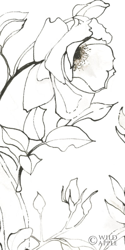 Reproduction of Sketch of Roses Panel II by Shirley Novak - Wall Decor Art