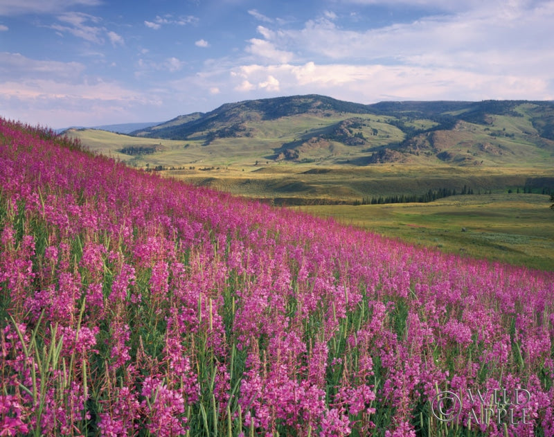 Reproduction of Lamar Valley by Alan Majchrowicz - Wall Decor Art