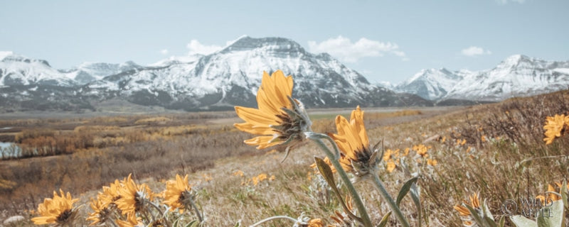 Reproduction of Mountain Blooms by Nathan Larson - Wall Decor Art