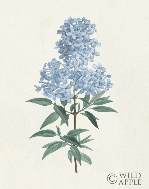 Reproduction of Victorian Garden Flowers III Blue by Wild Apple Portfolio - Wall Decor Art