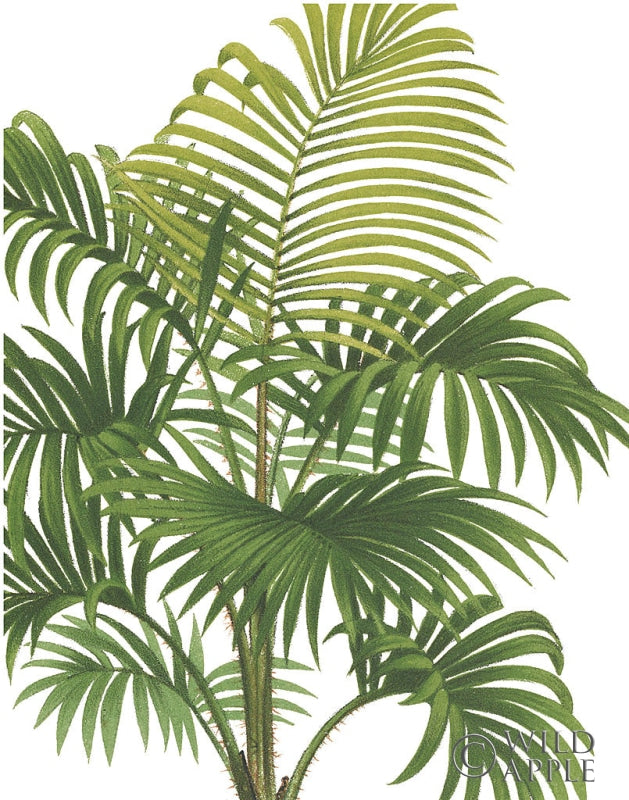 Reproduction of Riviera Palms I Crop by Wild Apple Portfolio - Wall Decor Art