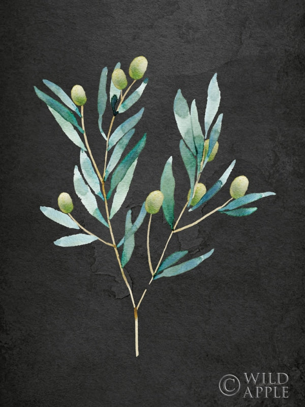 Reproduction of Gentle Olive Branch on Black by Mercedes Lopez Charro - Wall Decor Art