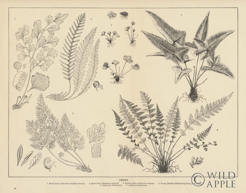 Reproduction of Fern Chart by Wild Apple Portfolio - Wall Decor Art