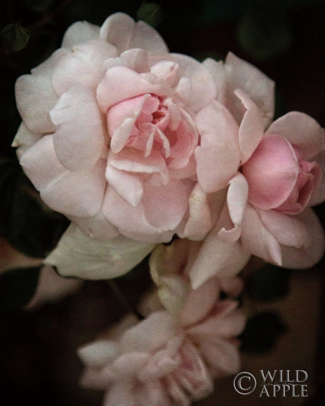 Reproduction of Soft Pink Roses I by Debra Van Swearingen - Wall Decor Art