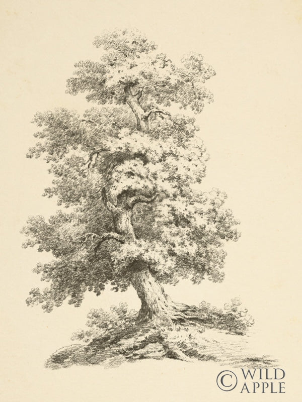 Reproduction of Tree Study II Dark Crop by Wild Apple Portfolio - Wall Decor Art