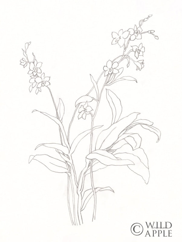 Reproduction of Blossom Sketch by Danhui Nai - Wall Decor Art