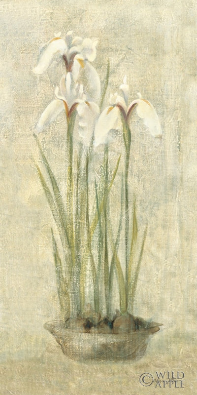 Reproduction of White Irises by Cheri Blum - Wall Decor Art