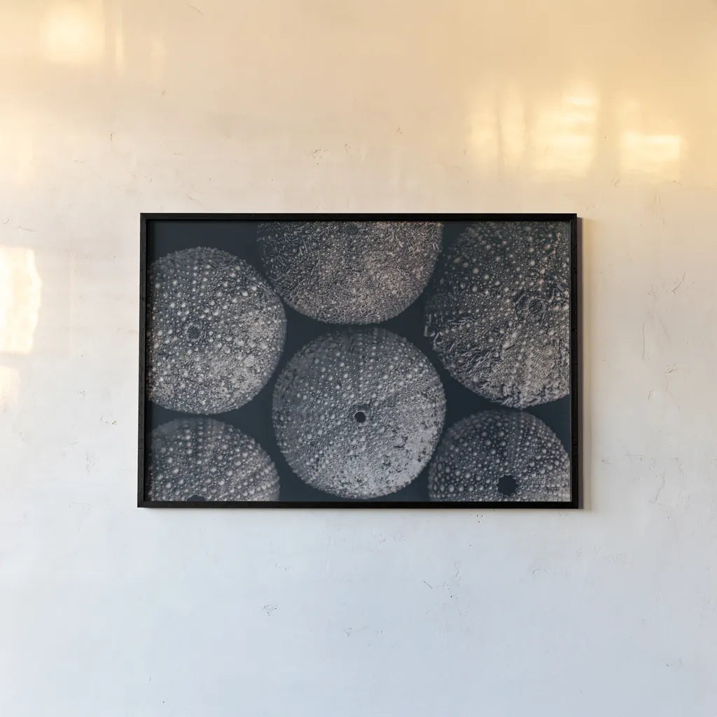 Lost Coast Sea Urchins II by Nathan Larson. shown as a paper print in a black flame. Available as a archival giclee rolled canvas, fine art paper, or poster print. SKU 96959i.