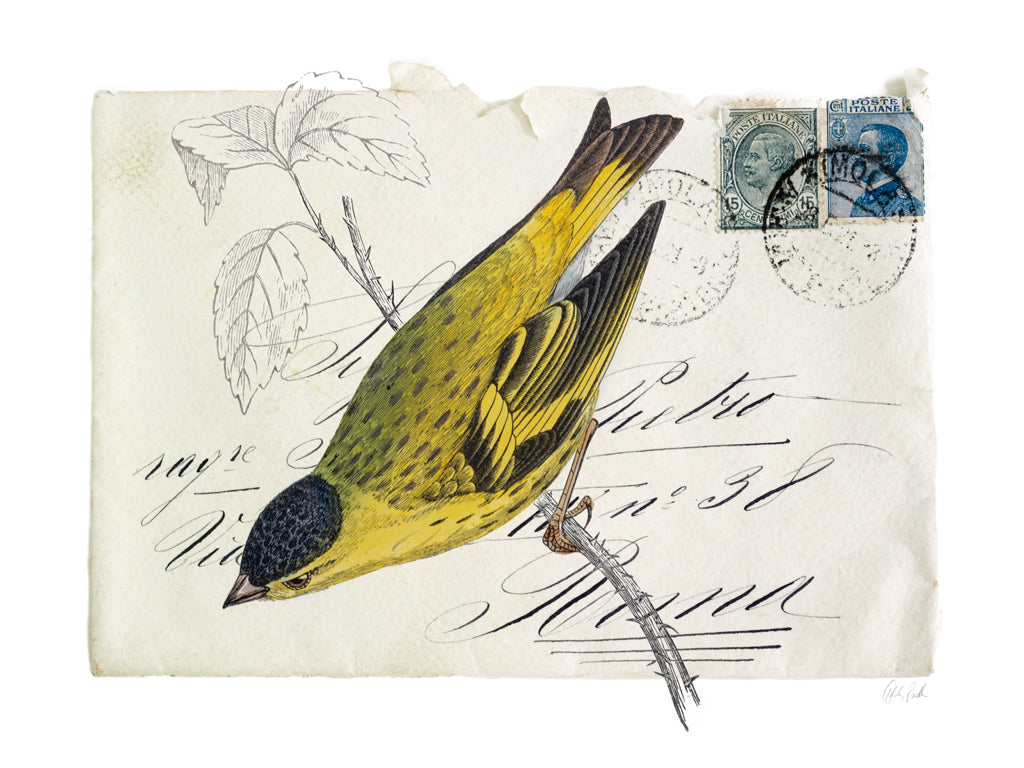 Reproduction of Postcard Bird II by Deborah Revell - Wall Decor Art