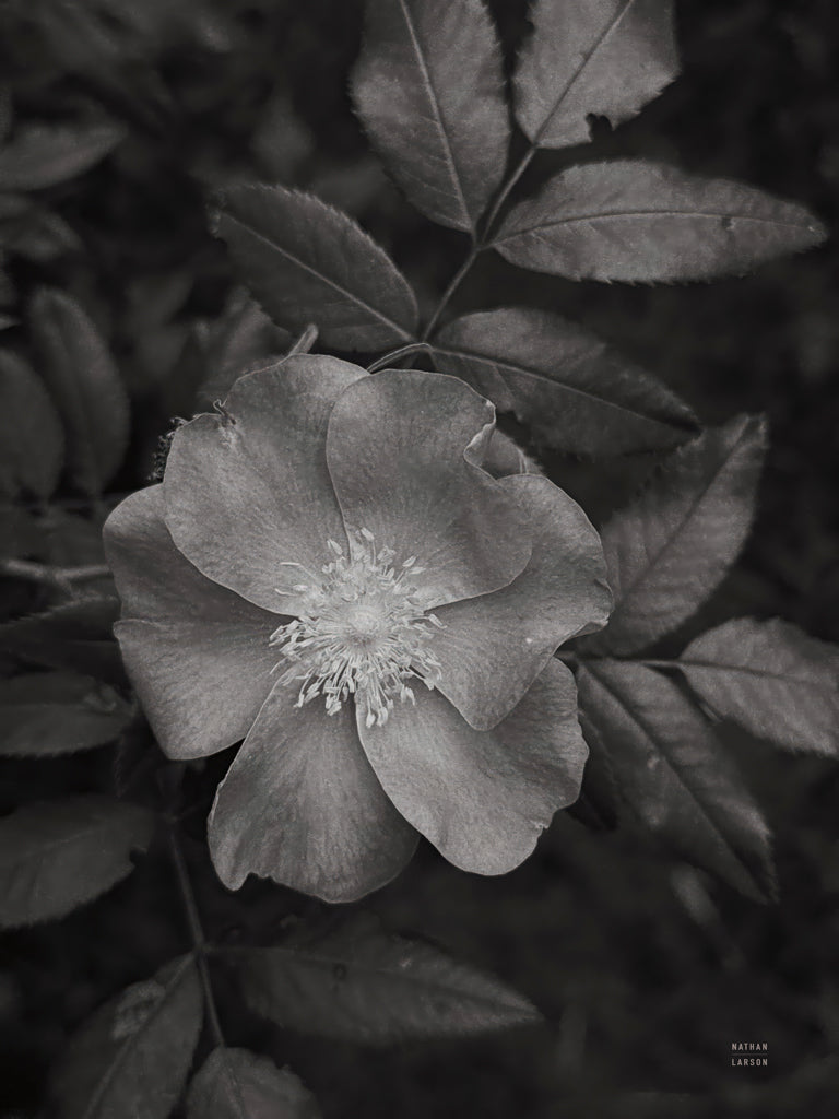 Reproduction of Wild Rose BW I by Nathan Larson - Wall Decor Art