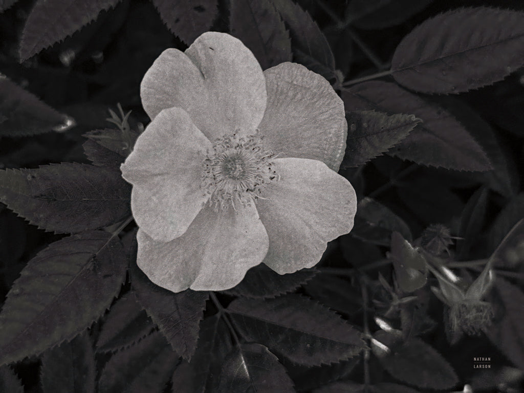 Reproduction of Wild Rose BW II by Nathan Larson - Wall Decor Art