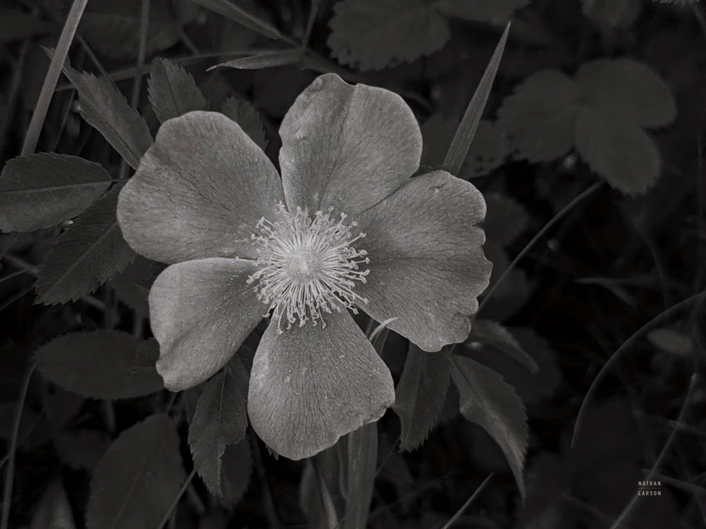 Reproduction of Wild Rose BW V by Nathan Larson - Wall Decor Art
