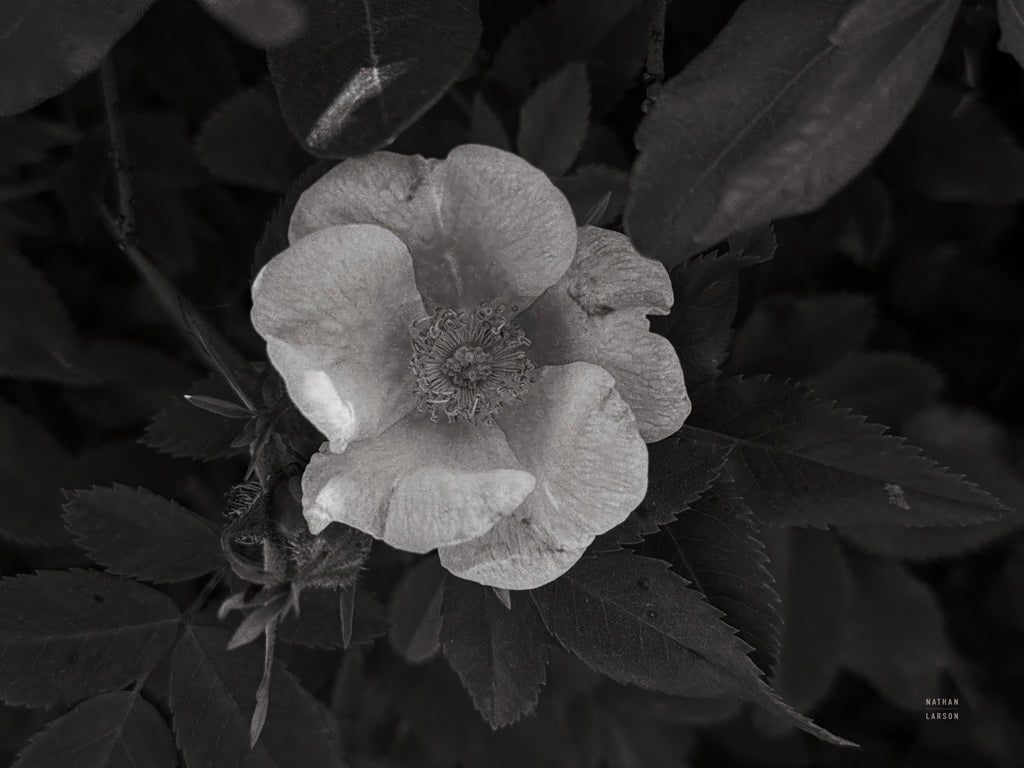 Reproduction of Wild Rose BW VII by Nathan Larson - Wall Decor Art