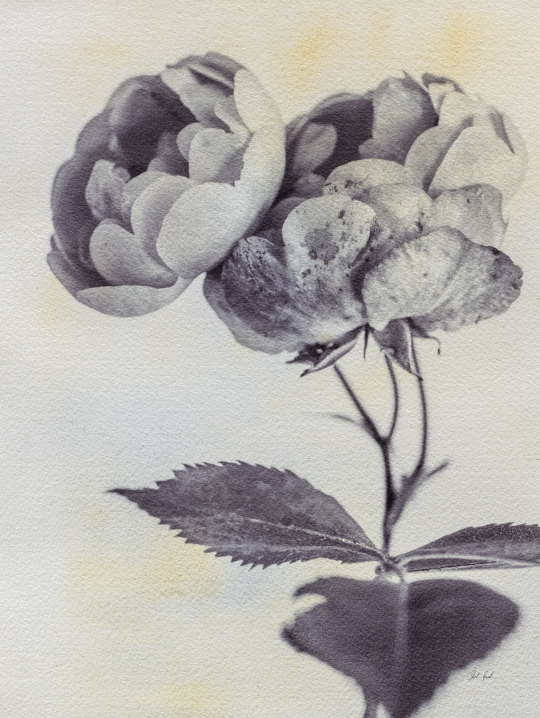 Reproduction of Subtle Rose by Deborah Revell - Wall Decor Art