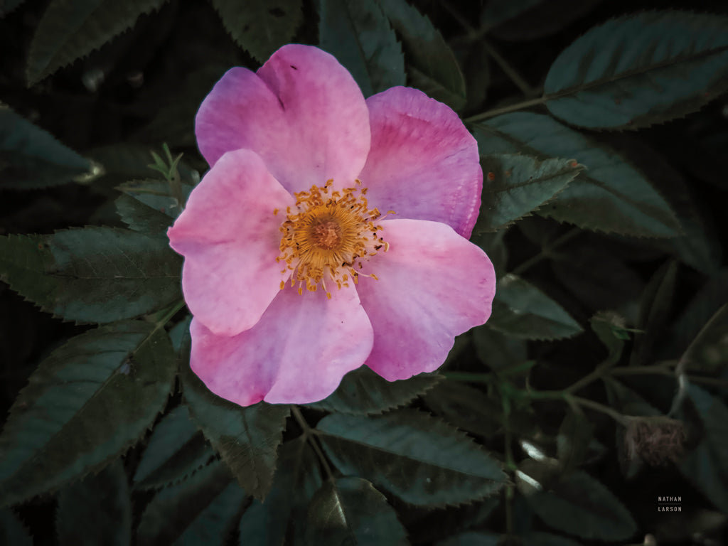 Reproduction of Wild Rose II by Nathan Larson - Wall Decor Art