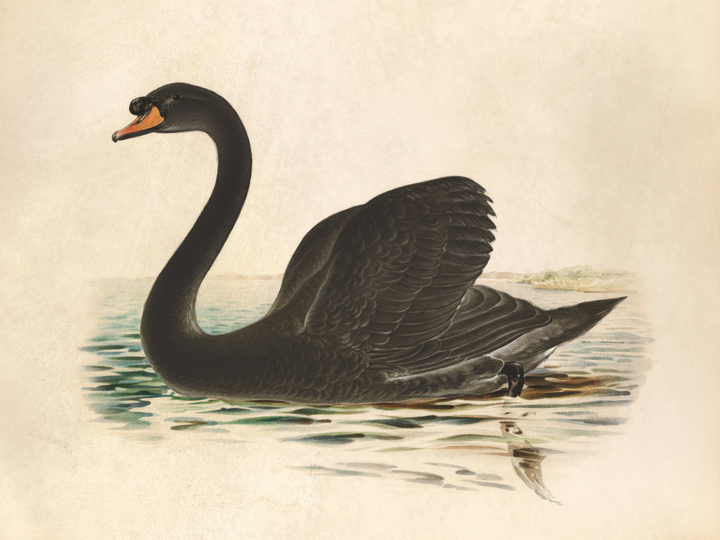 Reproduction of Antique Black Swan by Wild Apple Portfolio - Wall Decor Art