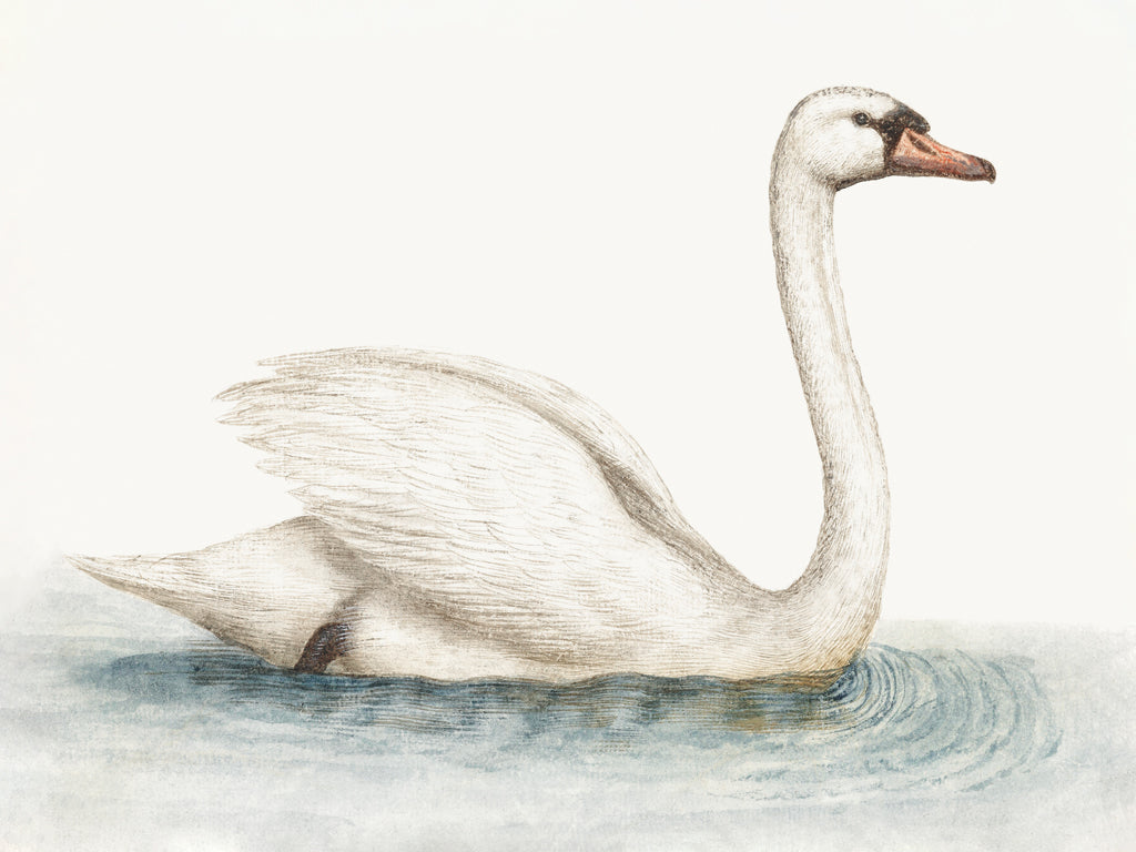 Reproduction of Swimming Swan by Wild Apple Portfolio - Wall Decor Art