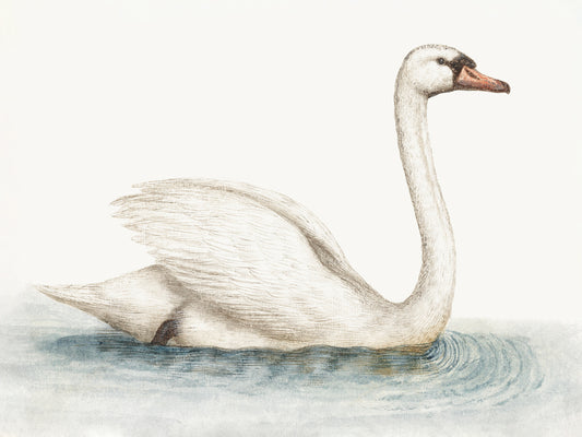 Reproduction of Swimming Swan by Wild Apple Portfolio - Wall Decor Art