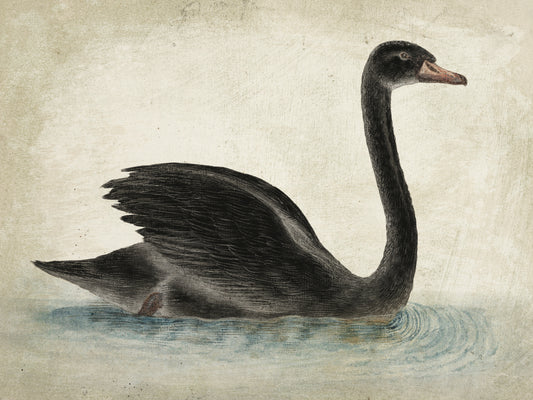 Reproduction of Swimming Swan Black Aged by Wild Apple Portfolio - Wall Decor Art