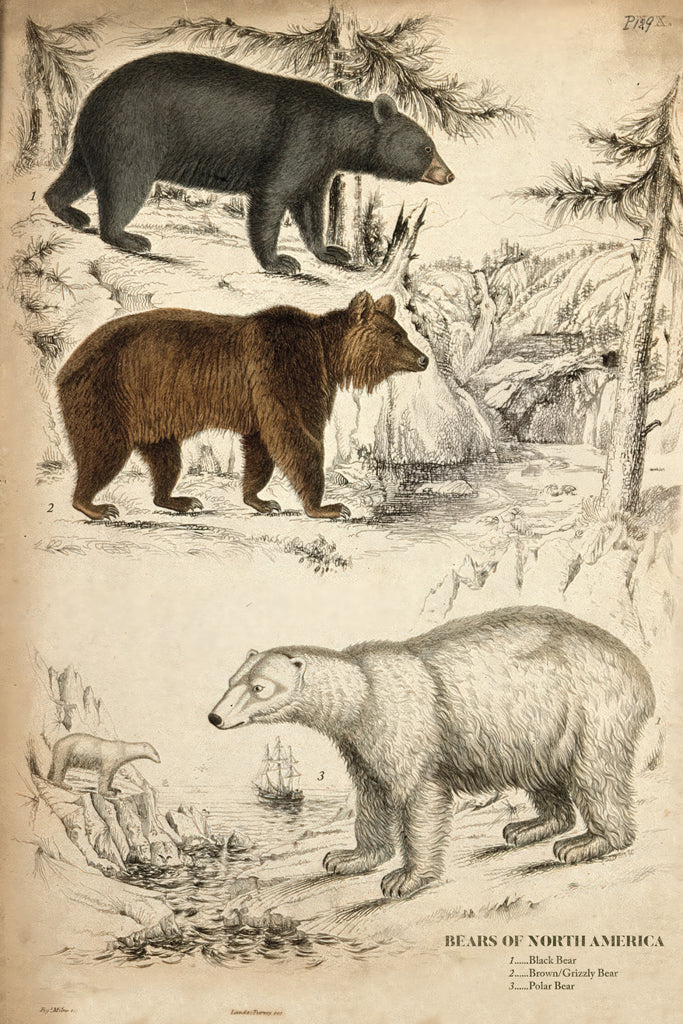 Bears of North America