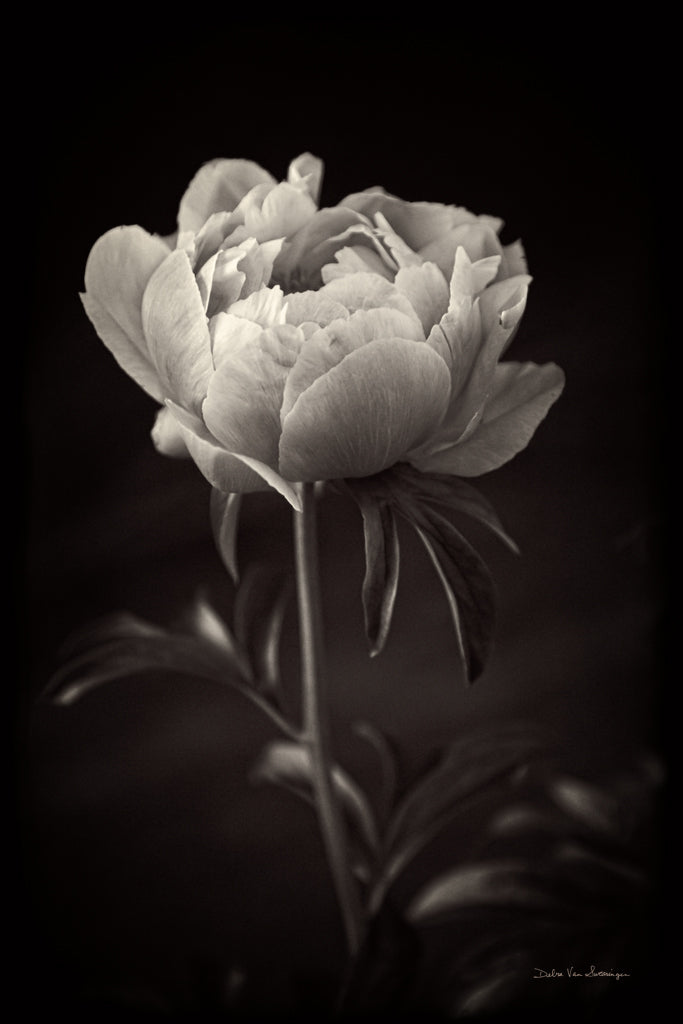 Peony Dream I