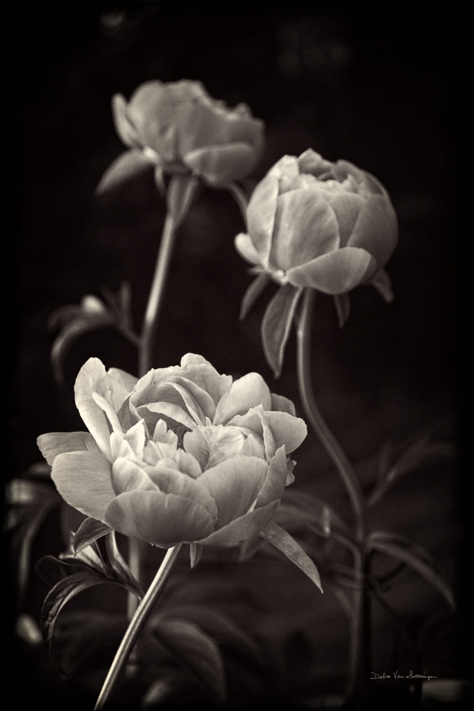 Peony Dream II