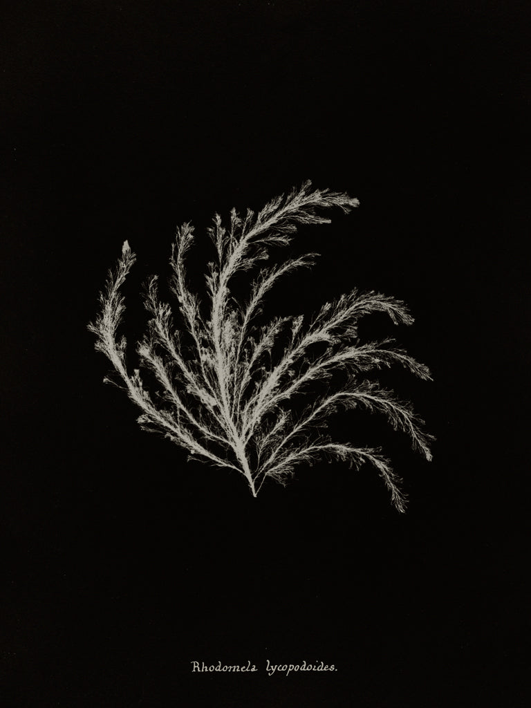 Reproduction of Delicate Coral II on Black by Wild Apple Portfolio - Wall Decor Art