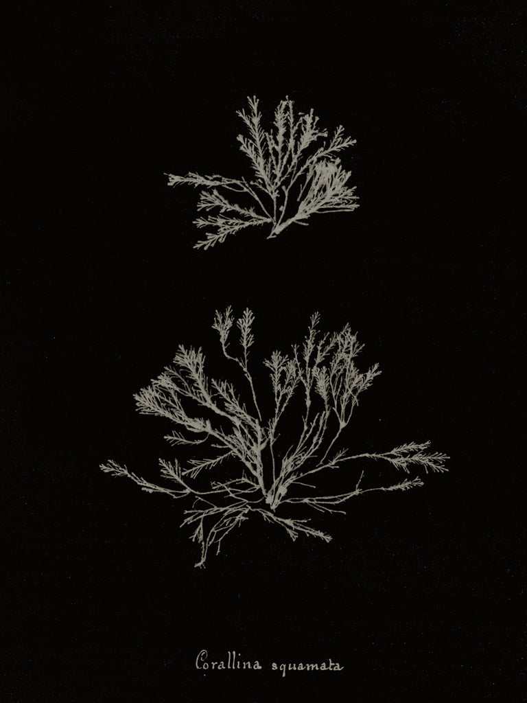Reproduction of Delicate Coral IV on Black by Wild Apple Portfolio - Wall Decor Art