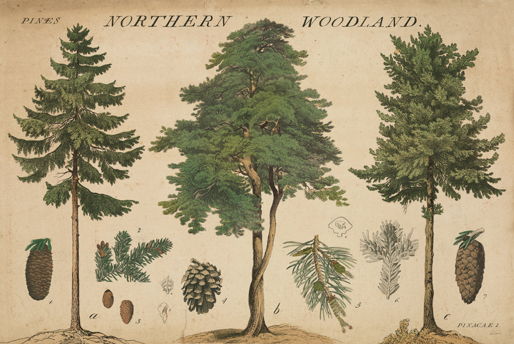 Reproduction of Woodland Chart I v2 by Sue Schlabach - Wall Decor Art