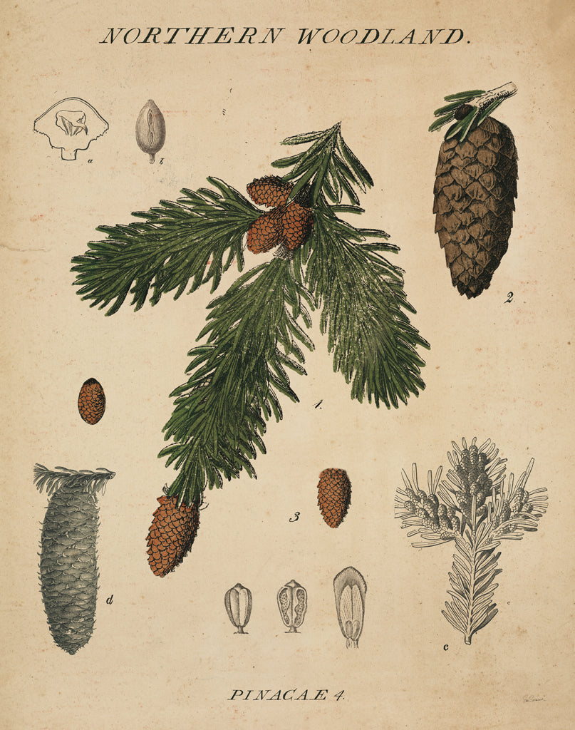 Reproduction of Woodland Chart V v2 by Sue Schlabach - Wall Decor Art