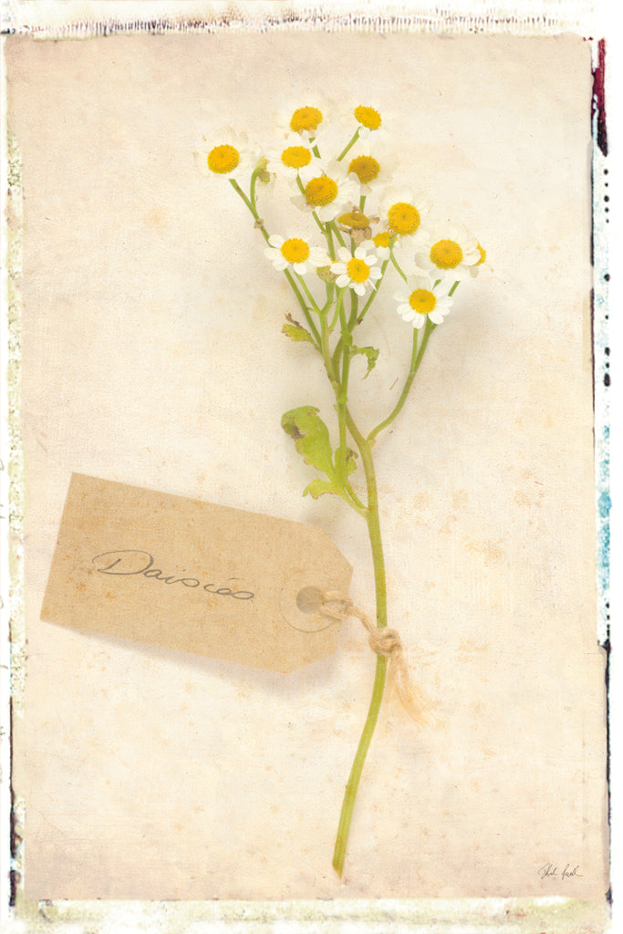 Reproduction of Cottage Daisies by Deborah Revell - Wall Decor Art