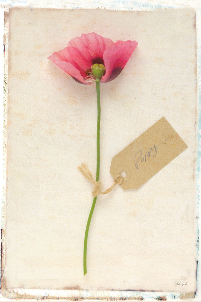 Reproduction of Cottage Poppy by Deborah Revell - Wall Decor Art