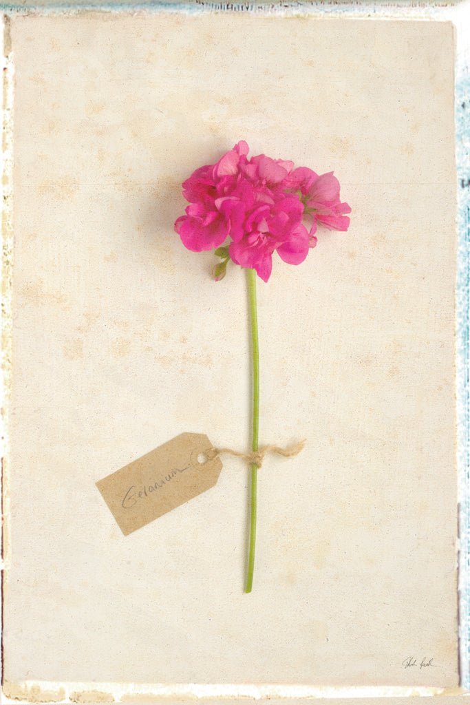 Reproduction of Cottage Geranium by Deborah Revell - Wall Decor Art