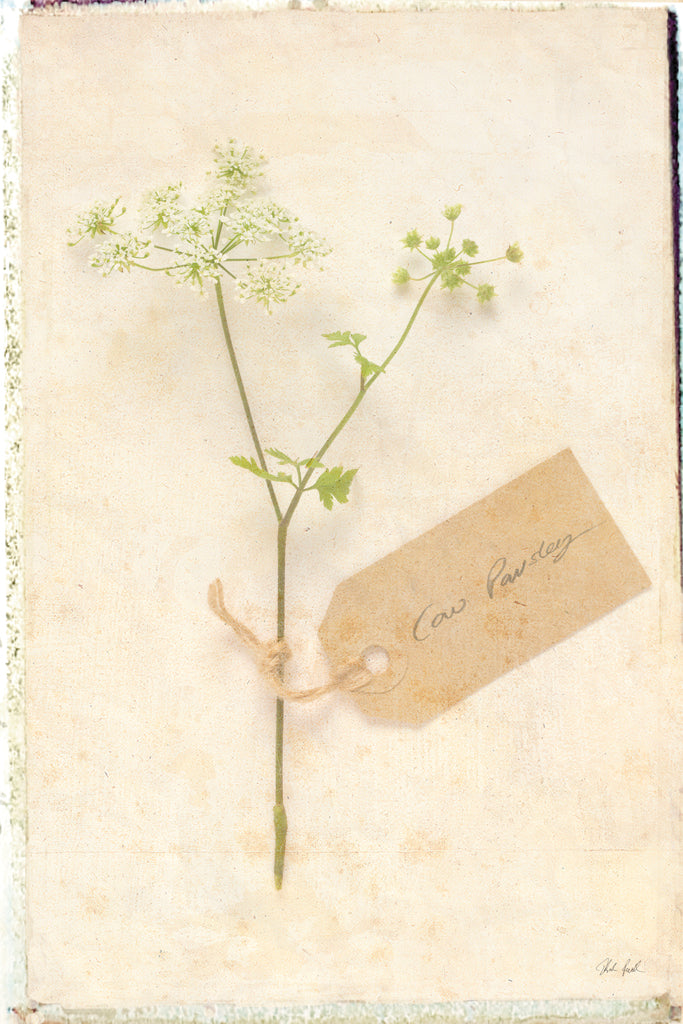 Reproduction of Cottage Cow Parsley by Deborah Revell - Wall Decor Art