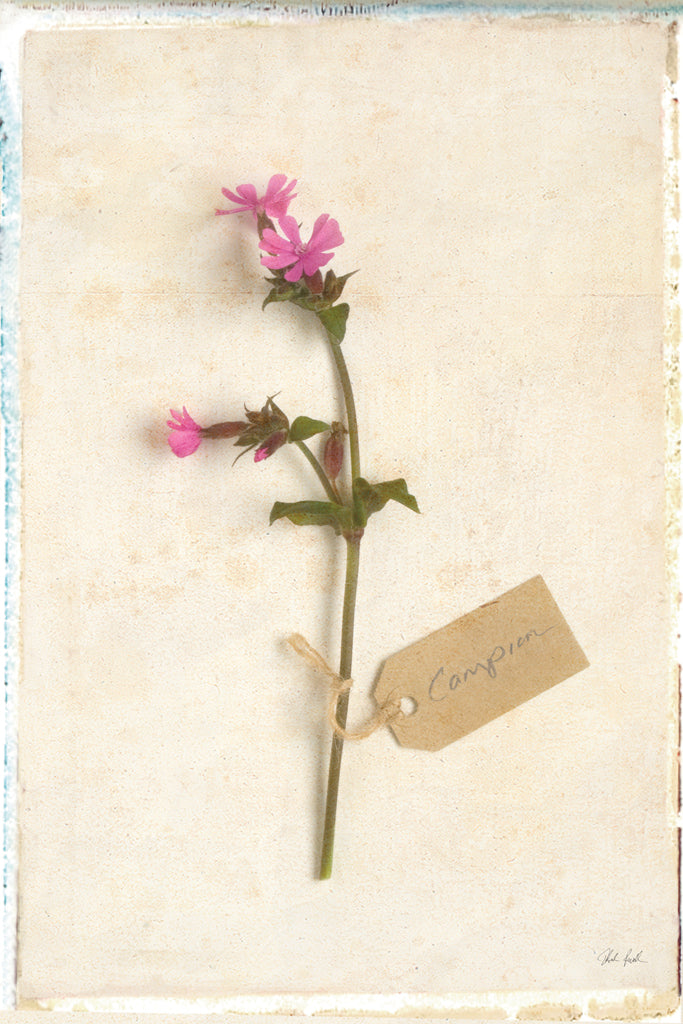 Reproduction of Cottage Campion by Deborah Revell - Wall Decor Art