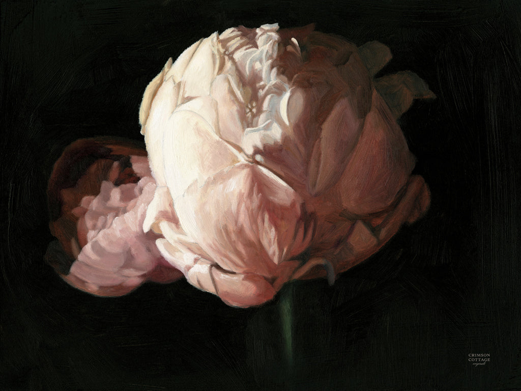 Reproduction of Peony in Bloom by Crimson Cottage - Wall Decor Art
