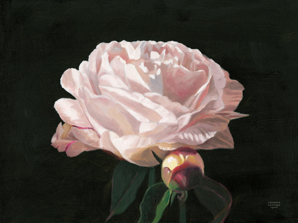 Reproduction of Peony Blossom by Crimson Cottage - Wall Decor Art