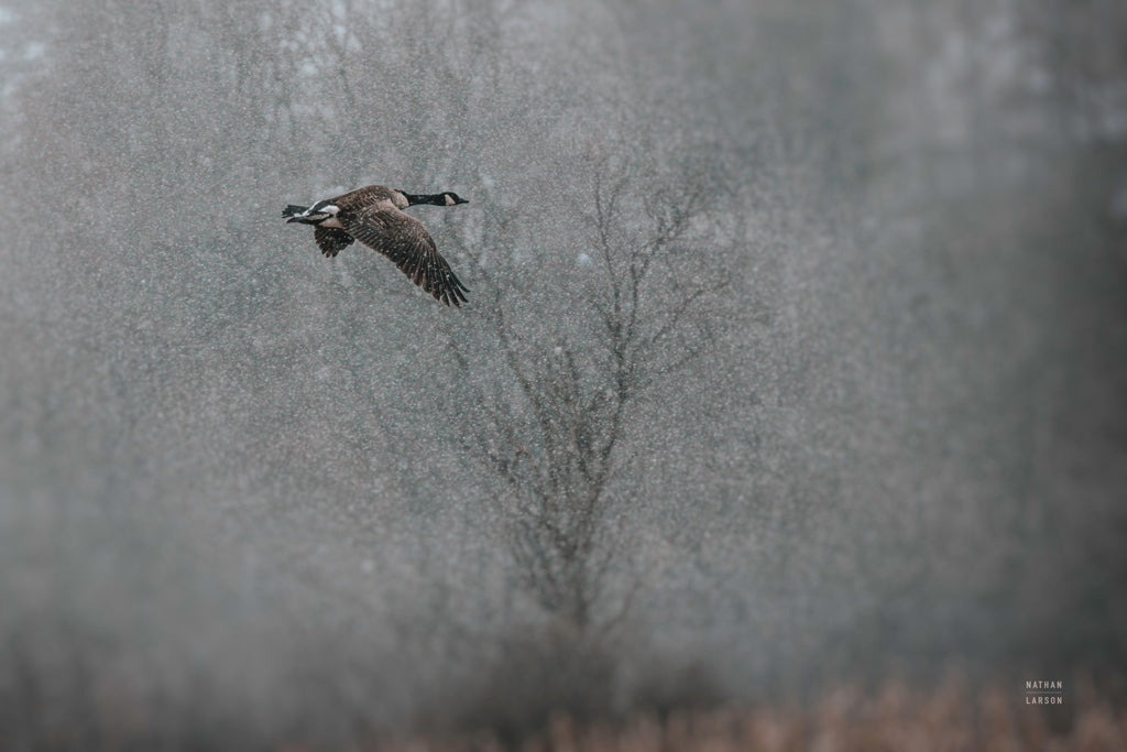 Reproduction of Snow Flight by Nathan Larson - Wall Decor Art
