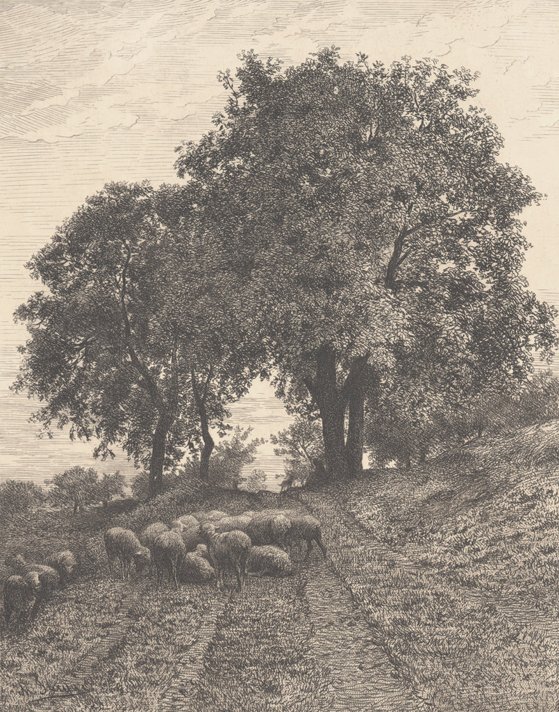 Reproduction of Sheep in the Shade by Wild Apple Portfolio - Wall Decor Art