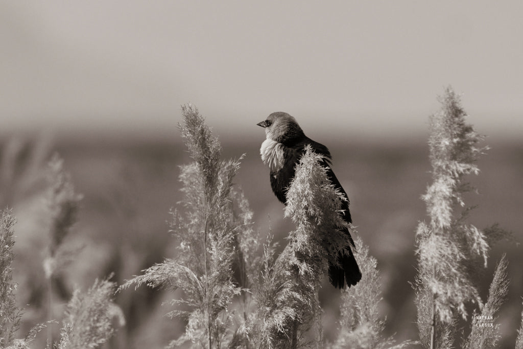Reproduction of Yellow Headed Blackbird Sepia by Nathan Larson - Wall Decor Art